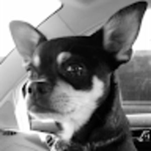 Meet your Posher, Rocco